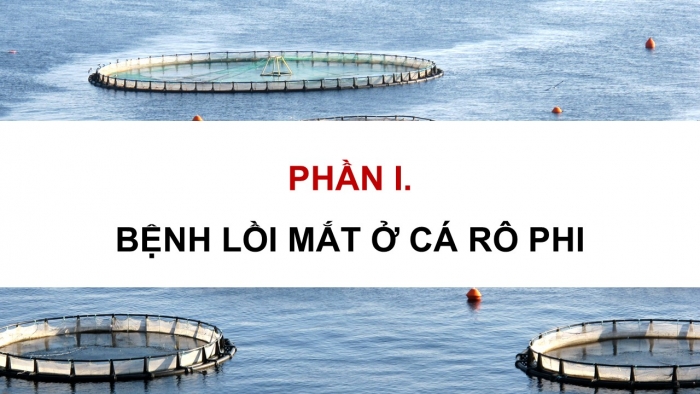 Giáo án điện tử Công nghệ 12 Lâm nghiệp - Thủy sản Kết nối Bài 24: Một số bệnh thủy sản phổ biến và biện pháp phòng, trị