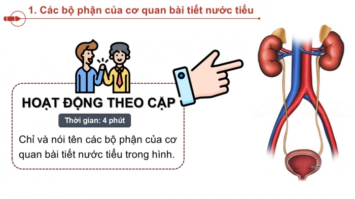 Giáo án PPT Tự nhiên và Xã hội 2 chân trời Bài 23: Cơ quan bài tiết nước tiểu