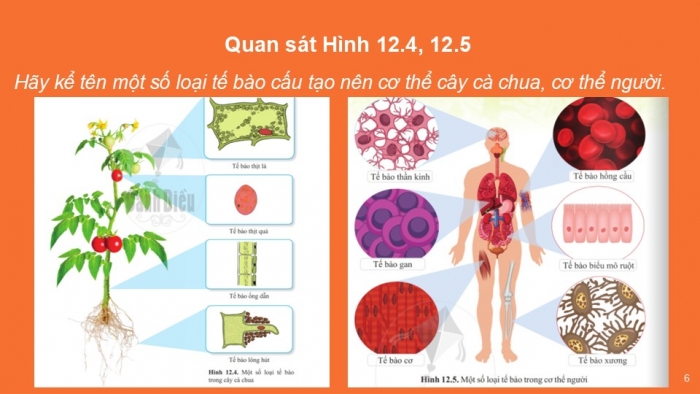 Giáo án PPT KHTN 6 cánh diều Bài 12: Tế bào – đơn vị cơ sở của sự sống