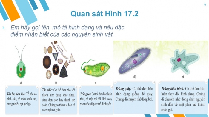 Giáo án PPT KHTN 6 cánh diều Bài 17: Đa dạng nguyên sinh vật