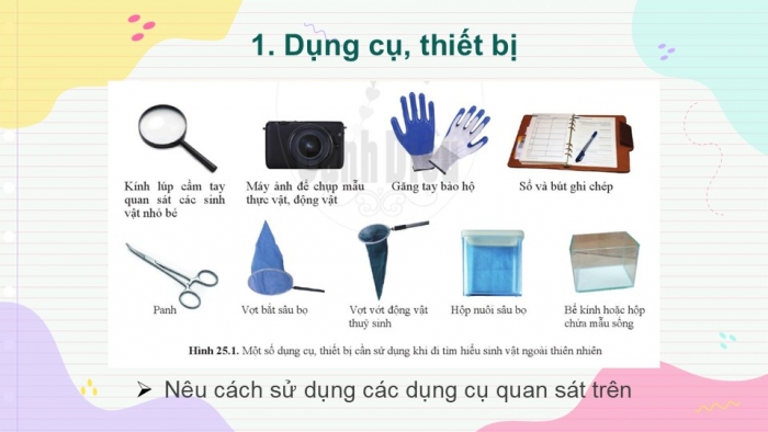 Giáo án PPT KHTN 6 cánh diều Bài 25: Tìm hiểu sinh vật ngoài thiên nhiên