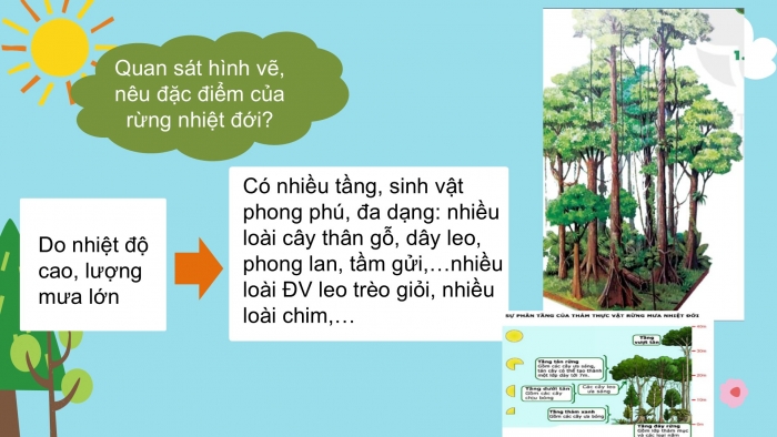 Giáo án PPT Địa lí 6 kết nối Bài 24: Rừng nhiệt đới