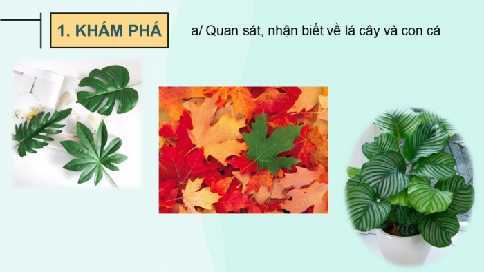 Giáo án PPT Mĩ thuật 6 cánh diều Bài 6: Tạo hình cá bằng lá cây