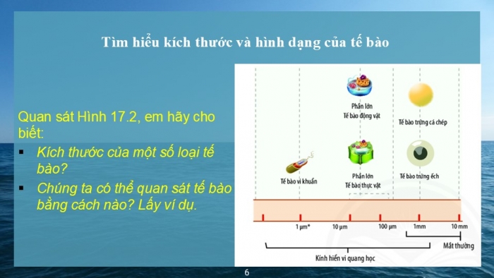 Giáo án PPT KHTN 6 chân trời Bài 17: Tế bào