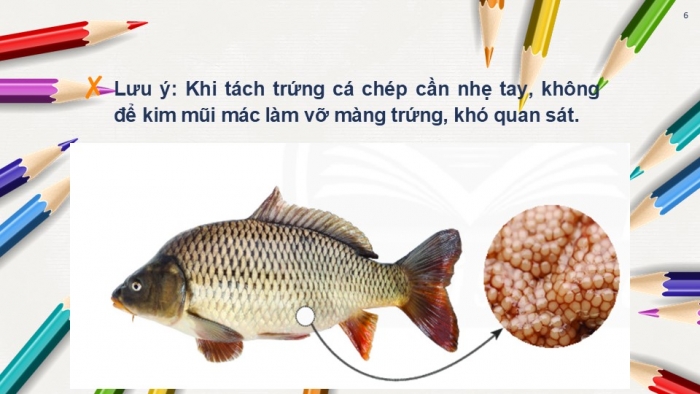 Giáo án PPT KHTN 6 chân trời Bài 18: Thực hành quan sát tế bào thực vật