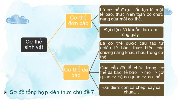 Giáo án PPT KHTN 6 chân trời Ôn tập Chủ đề 7