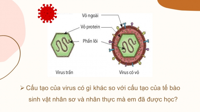 Giáo án PPT KHTN 6 chân trời Bài 24: Virus