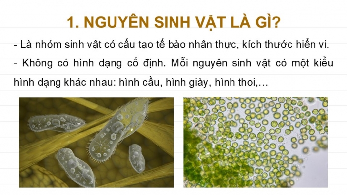 Giáo án PPT KHTN 6 chân trời Bài 27: Nguyên sinh vật