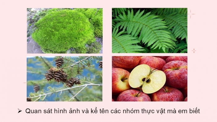 Giáo án PPT KHTN 6 chân trời Bài 29: Thực vật