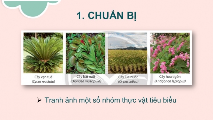 Giáo án PPT KHTN 6 chân trời Bài 30: Thực hành phân loại thực vật