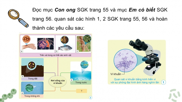 Giáo án điện tử Khoa học 5 cánh diều Bài 12: Vi khuẩn và vi khuẩn gây bệnh ở người