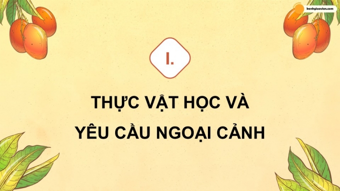 Giáo án điện tử Công nghệ 9 Trồng cây ăn quả Kết nối Bài 5: Kĩ thuật trồng và chăm sóc cây xoài