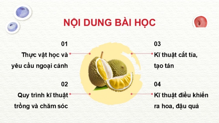 Giáo án điện tử Công nghệ 9 Trồng cây ăn quả Kết nối Bài 6: Kĩ thuật trồng và chăm sóc cây sầu riêng