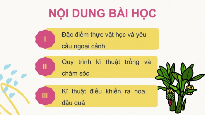 Giáo án điện tử Công nghệ 9 Trồng cây ăn quả Kết nối Bài 7: Kĩ thuật trồng và chăm sóc cây chuối