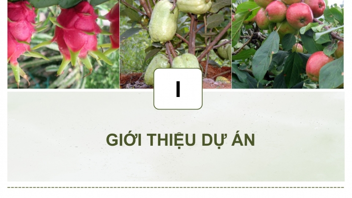 Giáo án điện tử Công nghệ 9 Trồng cây ăn quả Kết nối Bài 8: Dự án Trồng cây ăn quả