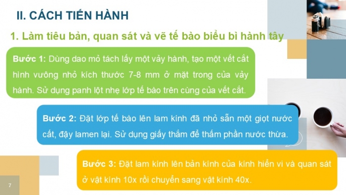 Giáo án PPT KHTN 6 kết nối Bài 21 Thực hành: Quan sát và phân biệt một số loại tế bào