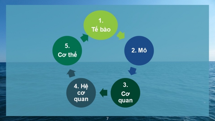 Giáo án PPT KHTN 6 kết nối Bài 23: Tổ chức cơ thể đa bào