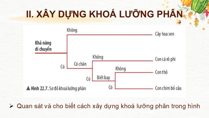 Giáo án PPT KHTN 6 kết nối Bài 26: Khoá lưỡng phân