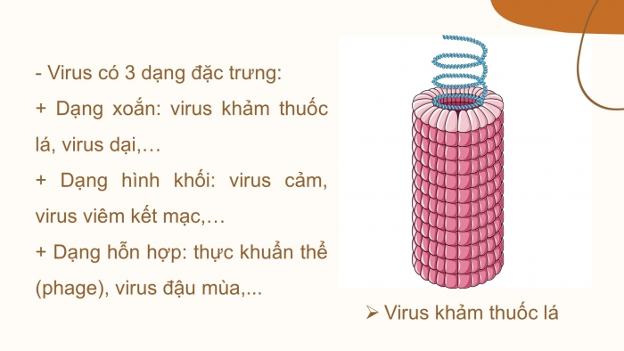 Giáo án PPT KHTN 6 kết nối Bài 29: Virus