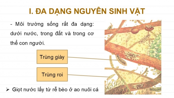 Giáo án PPT KHTN 6 kết nối Bài 30: Nguyên sinh vật