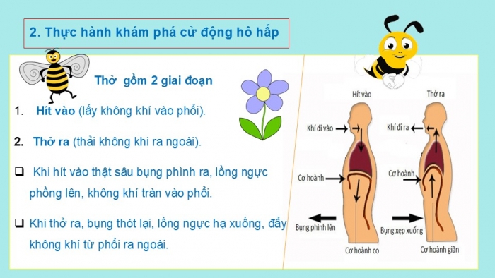 Giáo án PPT Tự nhiên và Xã hội 2 cánh diều Bài 16: Cơ quan hô hấp