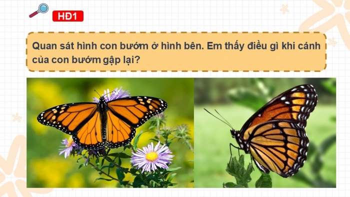 Giáo án PPT Toán 6 kết nối Bài 21: Hình có trục đối xứng