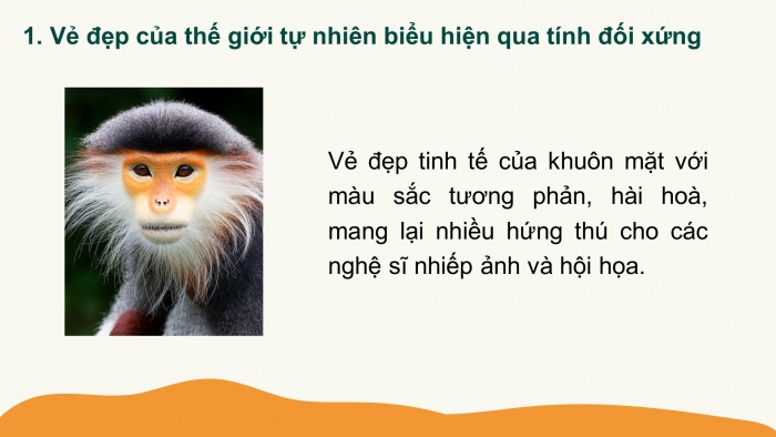 Giáo án PPT Toán 6 chân trời Bài 3: Vai trò của tính đối xứng trong thế giới tự nhiên