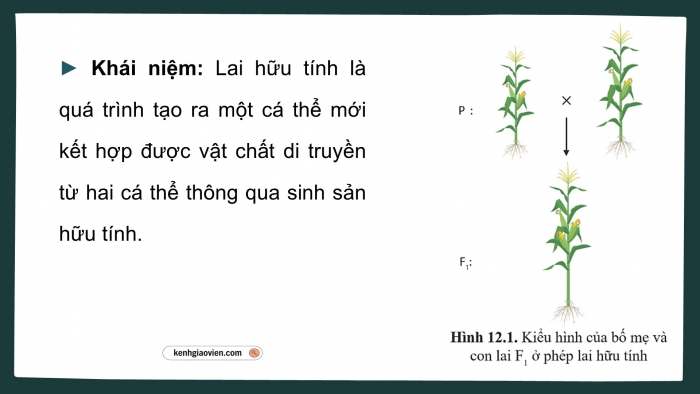 Giáo án điện tử Sinh học 12 cánh diều Bài 12: Thành tựu chọn, tạo giống bằng lai hữu tính