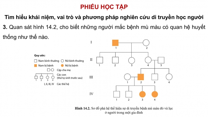 Giáo án điện tử Sinh học 12 cánh diều Bài 14: Di truyền học người