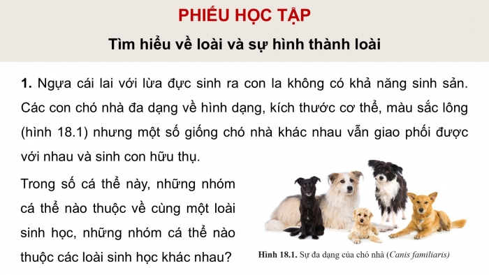 Giáo án điện tử Sinh học 12 cánh diều Bài 18: Thuyết tiến hoá tổng hợp hiện đại (Phần 2)