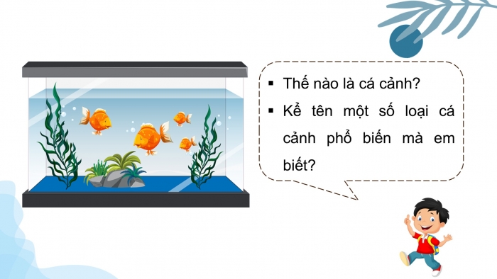 Giáo án điện tử chuyên đề Công nghệ 12 Lâm nghiệp Thuỷ sản Kết nối Bài 10: Giới thiệu chung về cá cảnh