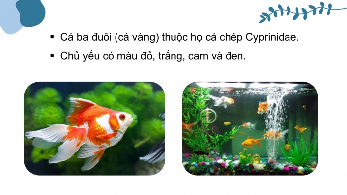 Giáo án điện tử chuyên đề Công nghệ 12 Lâm nghiệp Thuỷ sản Cánh diều Bài 9: Một số loài cá cảnh phổ biến