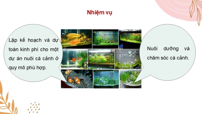 Giáo án điện tử chuyên đề Công nghệ 12 Lâm nghiệp Thuỷ sản Cánh diều Bài 11: Dự án Nuôi cá cảnh