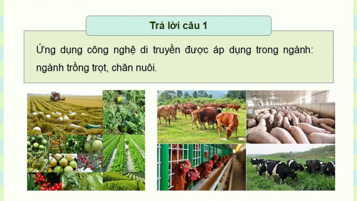 Giáo án điện tử KHTN 9 kết nối - Phân môn Sinh học Bài 48: Ứng dụng công nghệ di truyền vào đời sống