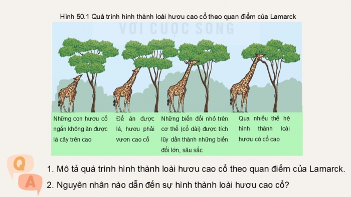 Giáo án điện tử KHTN 9 kết nối - Phân môn Sinh học Bài 50: Cơ chế tiến hóa