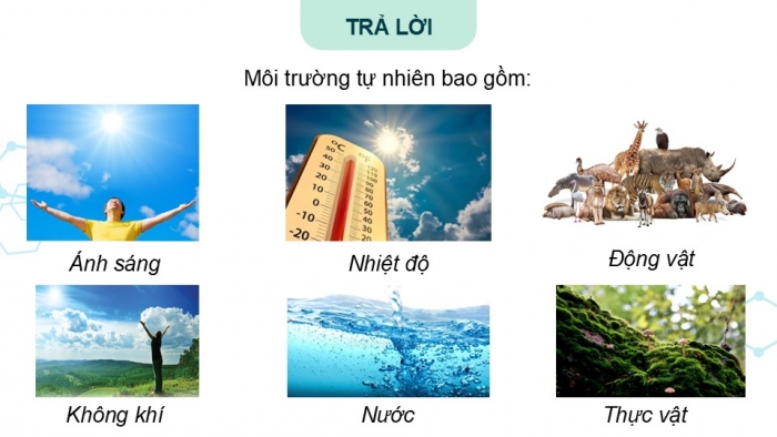 Giáo án điện tử Khoa học 5 kết nối Bài 28: Chức năng của môi trường đối với sinh vật