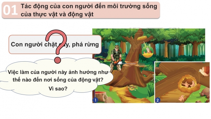 Giáo án PPT Tự nhiên và Xã hội 2 chân trời Bài 16: Bảo vệ môi trường sống của thực vật và động vật