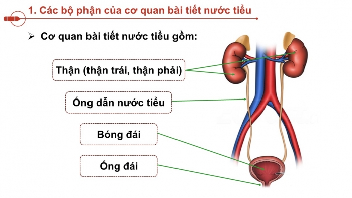 Giáo án PPT Tự nhiên và Xã hội 2 chân trời Bài 23: Cơ quan bài tiết nước tiểu