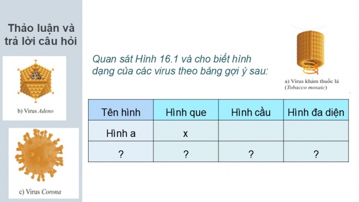 Giáo án PPT KHTN 6 cánh diều Bài 16: Virus và vi khuẩn