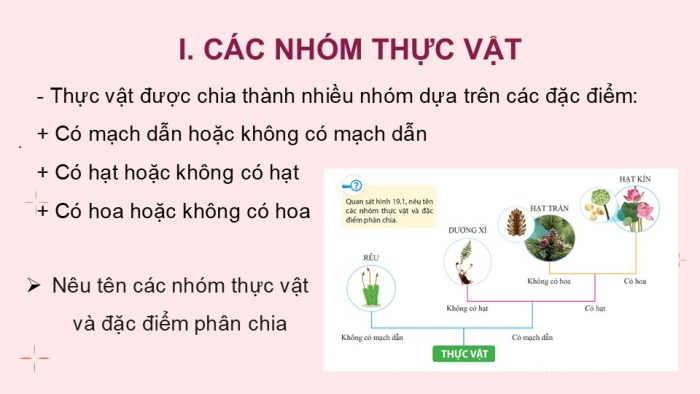 Giáo án PPT KHTN 6 cánh diều Bài 19: Đa dạng thực vật