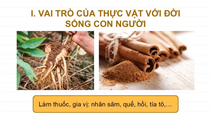 Giáo án PPT KHTN 6 cánh diều Bài 20: Vai trò của thực vật trong đời sống và trong tự nhiên