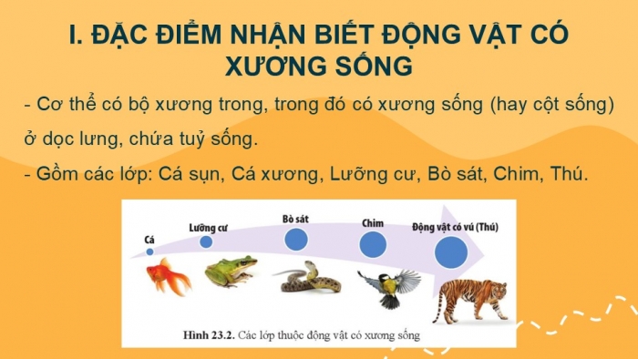 Giáo án PPT KHTN 6 cánh diều Bài 23: Đa dạng động vật có xương sống