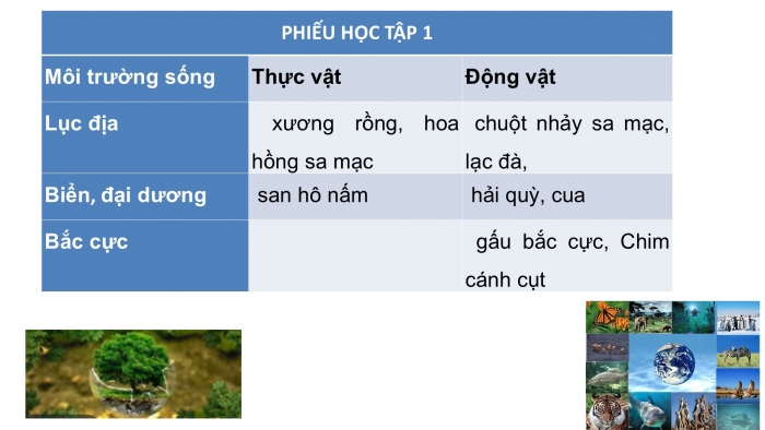 Giáo án PPT Địa lí 6 cánh diều Bài 22: Sự đa dạng của thế giới sinh vật. Các đới thiên nhiên trên Trái Đất. Rừng nhiệt đới