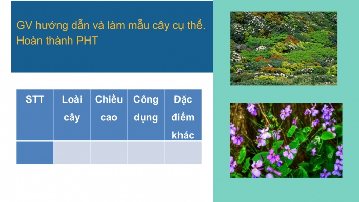 Giáo án PPT Địa lí 6 cánh diều Bài 23 Thực hành: Tìm hiểu lớp phủ thực vật ở địa phương