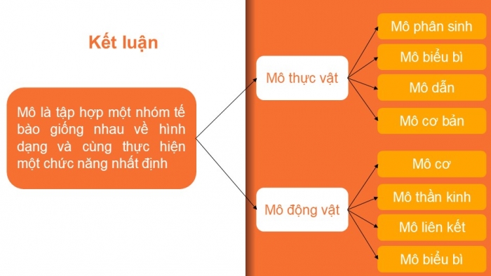 Giáo án PPT KHTN 6 chân trời Bài 20: Các cấp độ tổ chức trong cơ thể đa bào