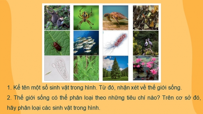 Giáo án PPT KHTN 6 chân trời Bài 22: Phân loại thế giới sống