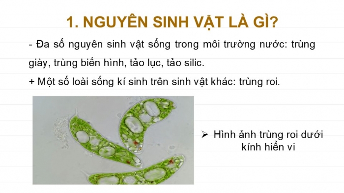 Giáo án PPT KHTN 6 chân trời Bài 27: Nguyên sinh vật