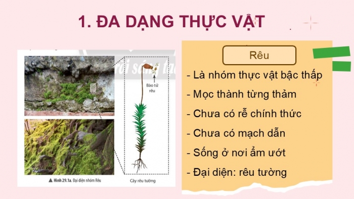 Giáo án PPT KHTN 6 chân trời Bài 29: Thực vật