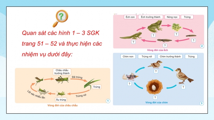 Giáo án điện tử Khoa học 5 cánh diều Bài 11: Vòng đời của động vật đẻ trứng và động vật đẻ con