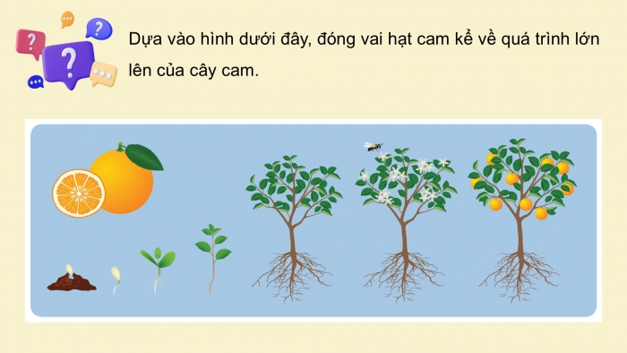 Giáo án điện tử Khoa học 5 cánh diều Bài Ôn tập chủ đề Thực vật và động vật